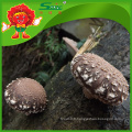 Fresh Shiitake Mushroom en gros